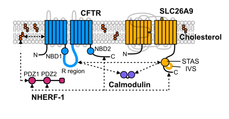CFTR-Interaction-Network-800x416.png