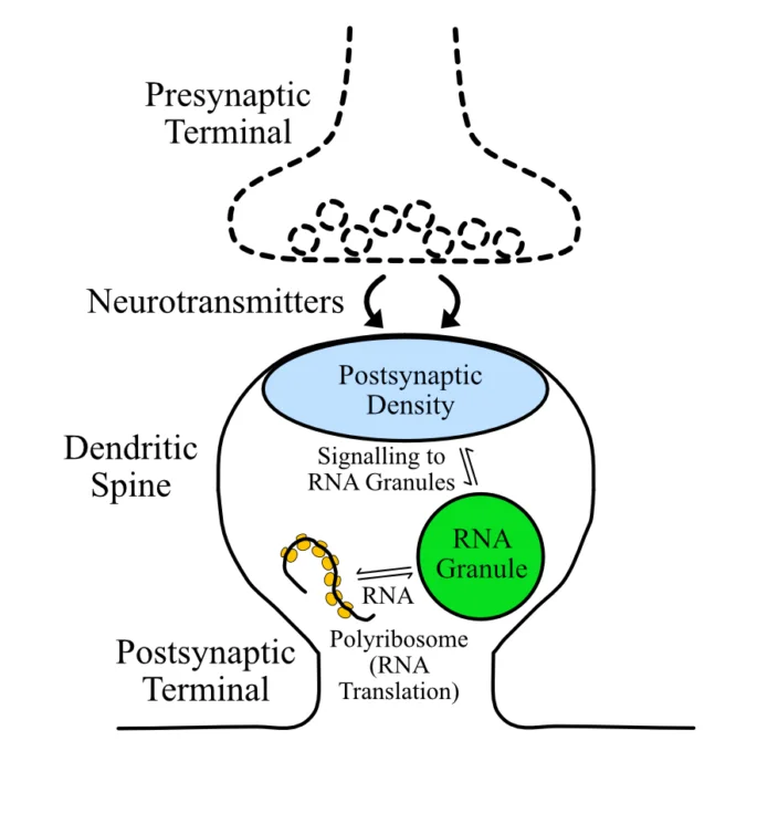Neuronal-Synapse-Overview-scaled-e1653676690697.jpg