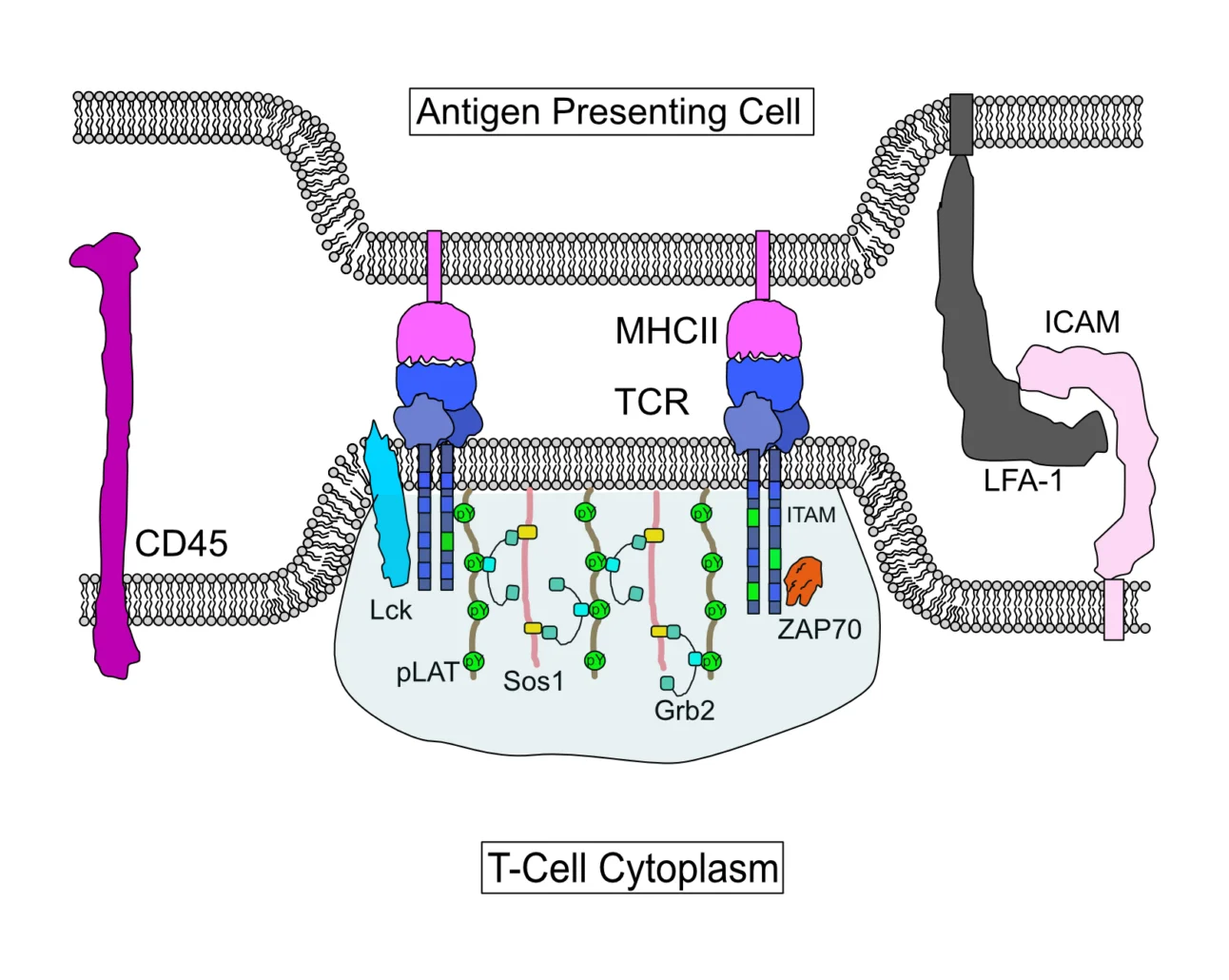 T-cell-activation-scaled-e1653682641310.jpg
